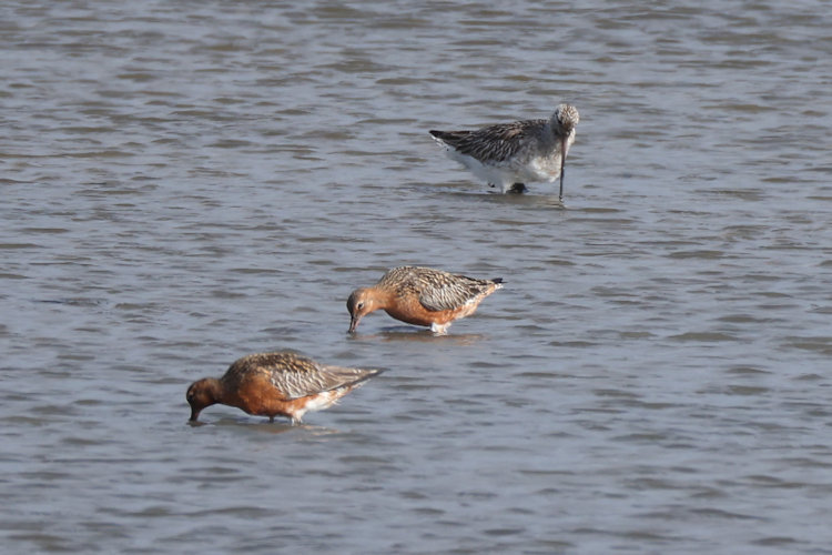 Limosa lapponica: Bild 35