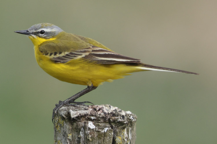 Motacilla flava: Bild 9