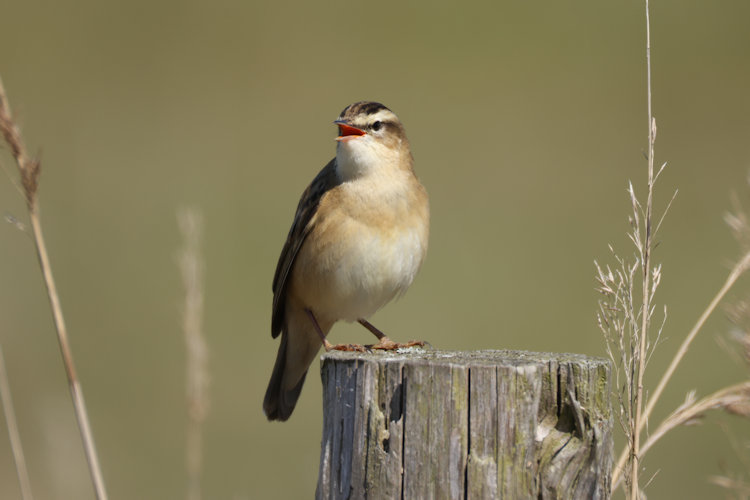 Acrocephalus schoenobaenus: Bild 3