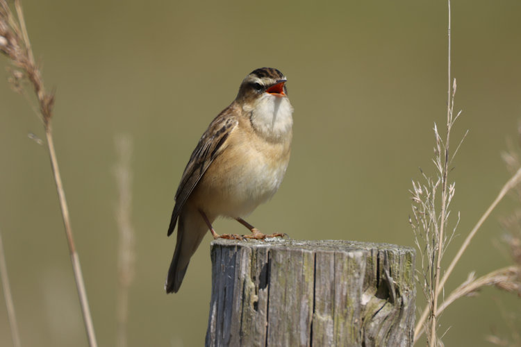 Acrocephalus schoenobaenus: Bild 10