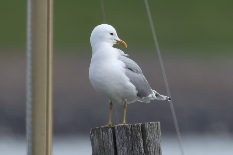 Larus canus: Bild 3