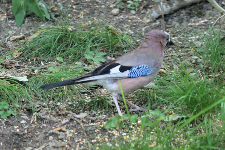 Garrulus glandarius: Bild 8