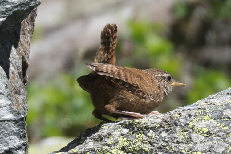 Troglodytes troglodytes: Bild 2