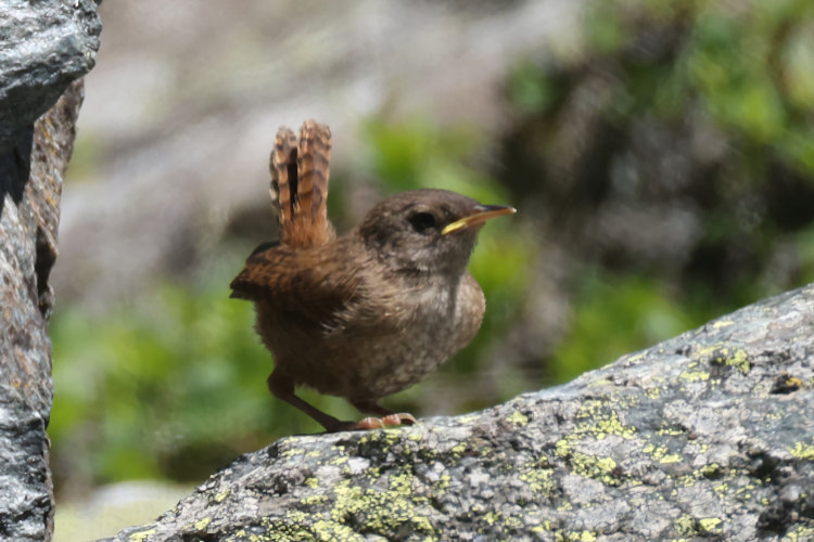 Troglodytes troglodytes: Bild 3