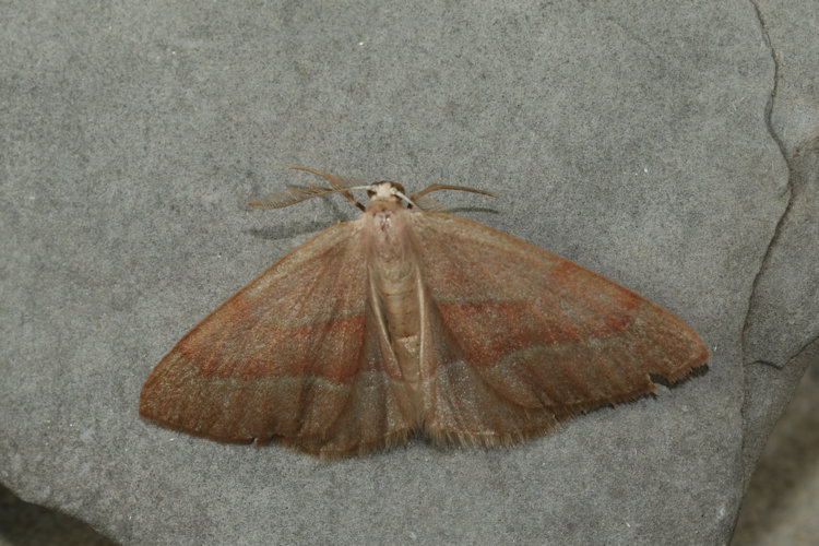 Hylaea fasciaria f. fasciaria: Bild 4