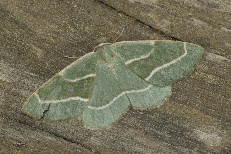 Hylaea fasciaria f. prasinaria: Bild 6