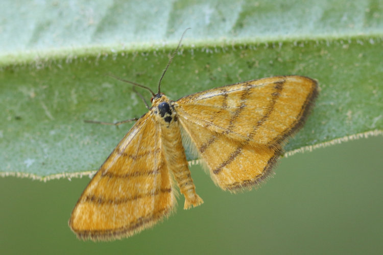 Idaea aureolaria: Bild 8
