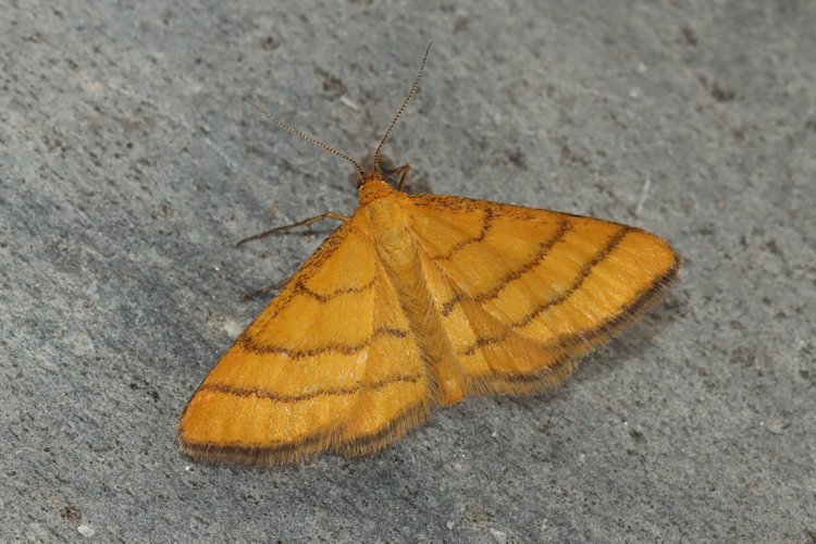 Idaea aureolaria: Bild 9