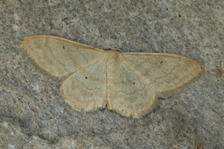 Idaea deversaria: Bild 10