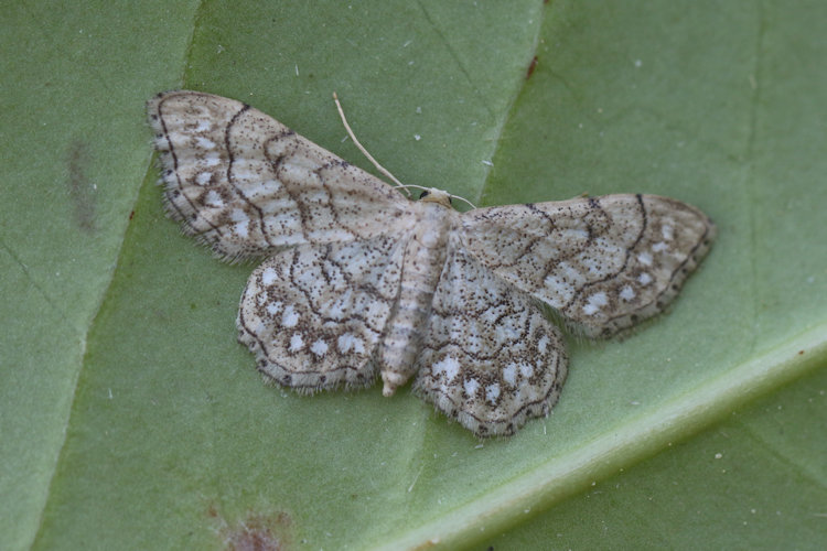 Idaea moniliata: Bild 12