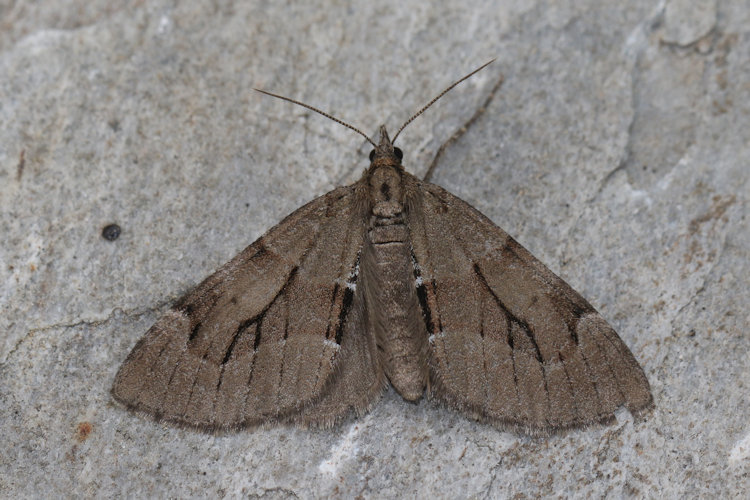 Epilobophora sabinata sabinata: Bild 23