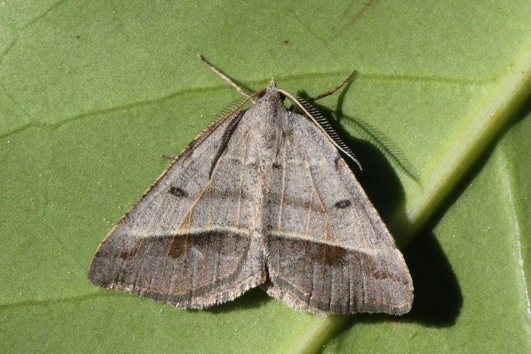 Macaria artesiaria: Bild 2