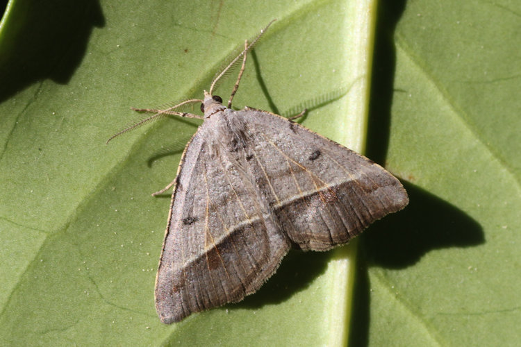 Macaria artesiaria: Bild 3