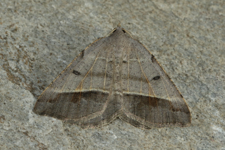 Macaria artesiaria: Bild 4
