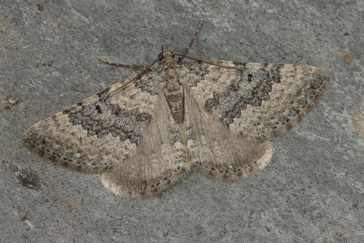 Scotopteryx octodurensis: Bild 4