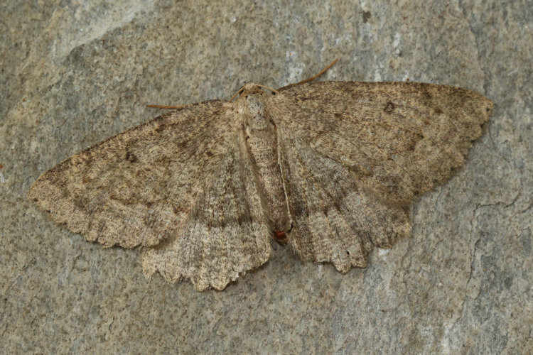 Scrupeodes serotinaria dognini: Bild 6