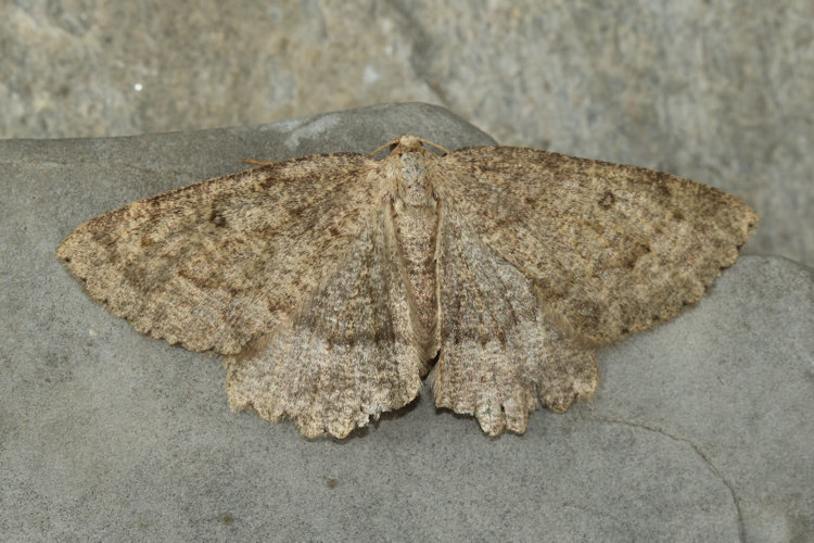 Scrupeodes serotinaria dognini: Bild 7