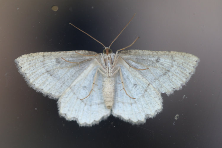 Scrupeodes serotinaria dognini: Bild 13