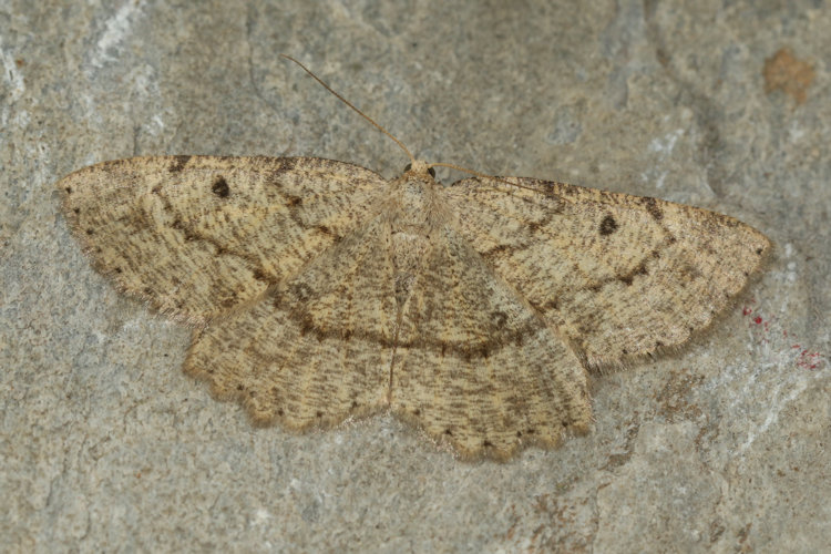 Scrupeodes serotinaria dognini: Bild 8