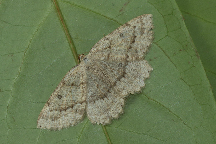 Scrupeodes serotinaria dognini: Bild 9