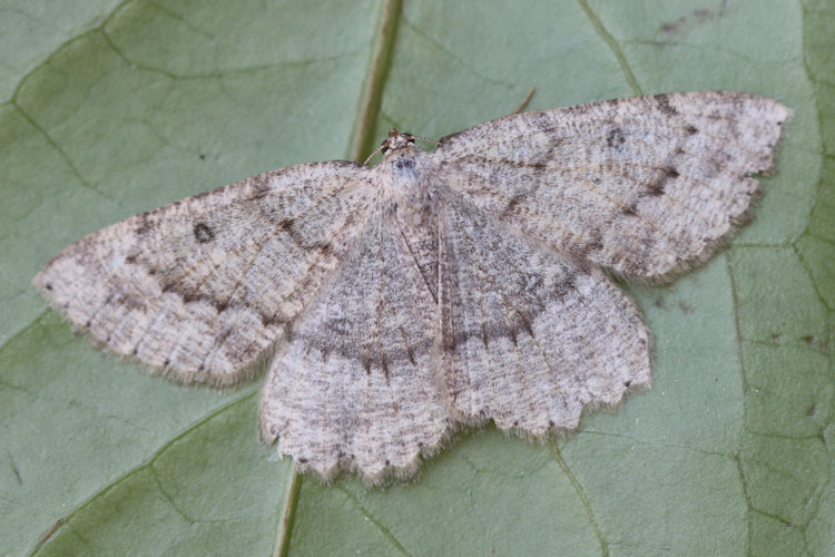 Scrupeodes serotinaria dognini: Bild 10
