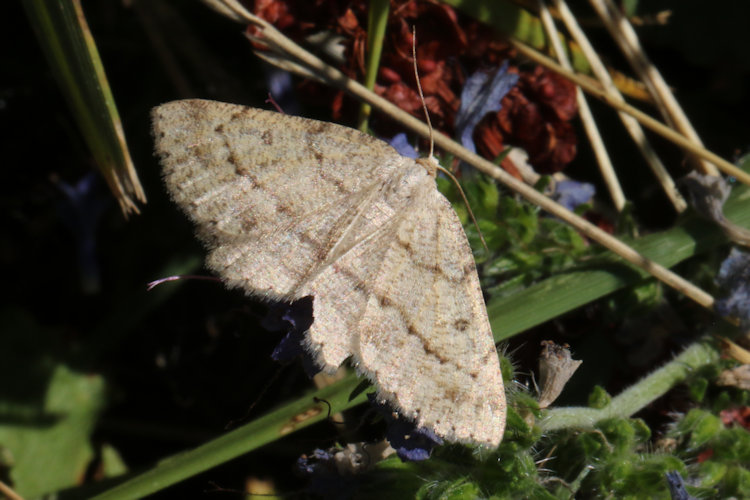Scrupeodes serotinaria dognini: Bild 12