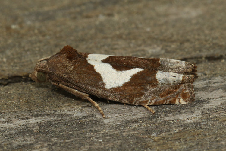 Epiblema foenella: Bild 6