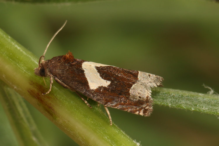 Epiblema foenella: Bild 7
