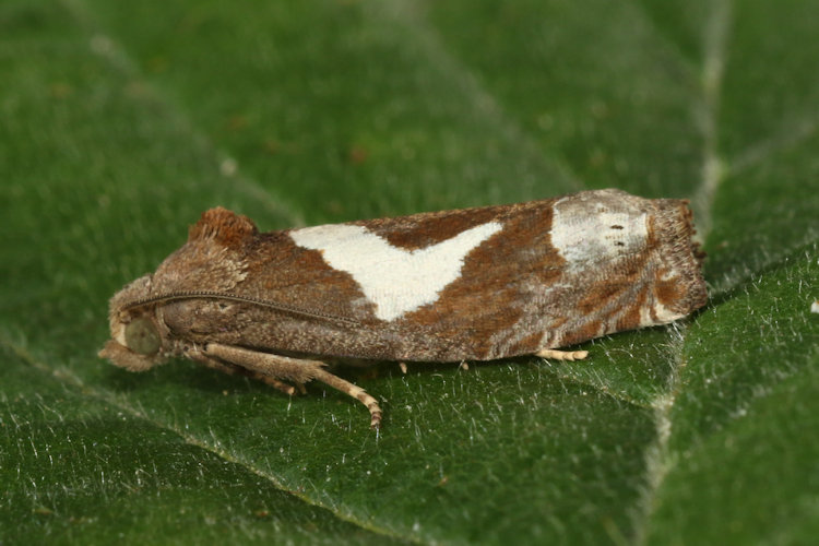Epiblema foenella: Bild 8