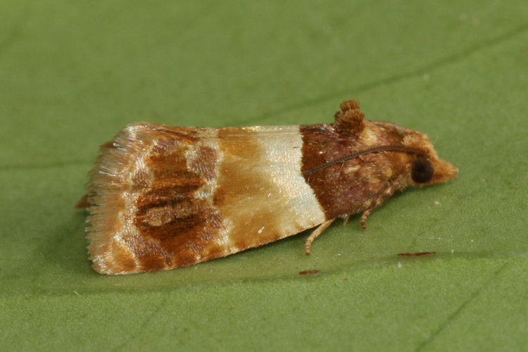 Epinotia festivana: Bild 4
