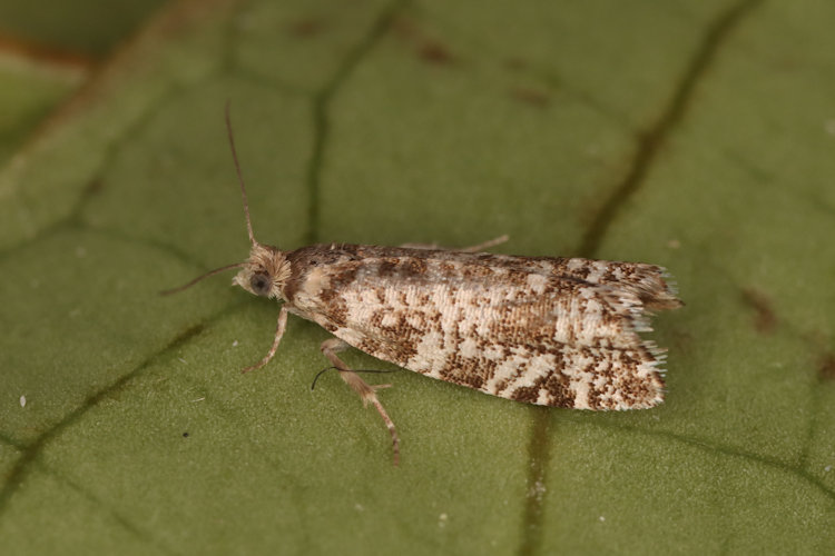 Epinotia tedella: Bild 3