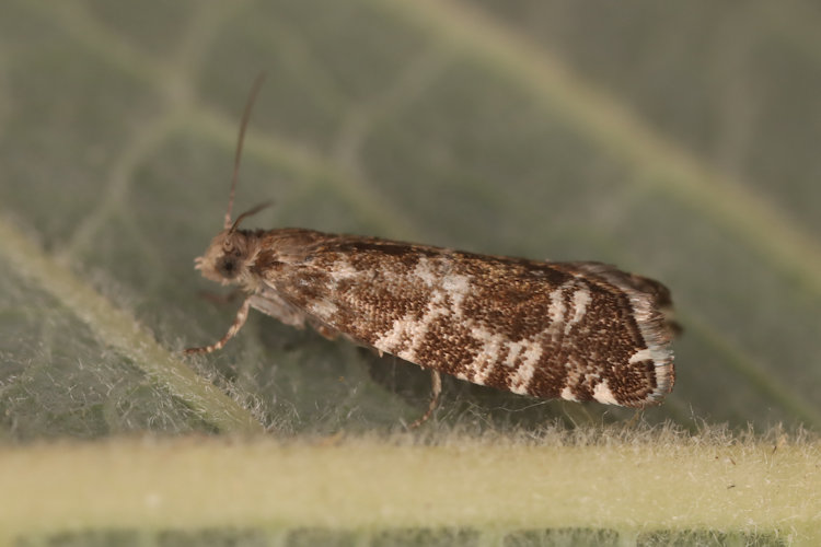 Epinotia tedella: Bild 4