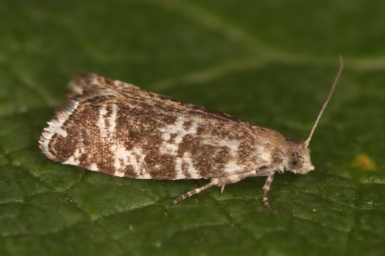 Epinotia tedella: Bild 5