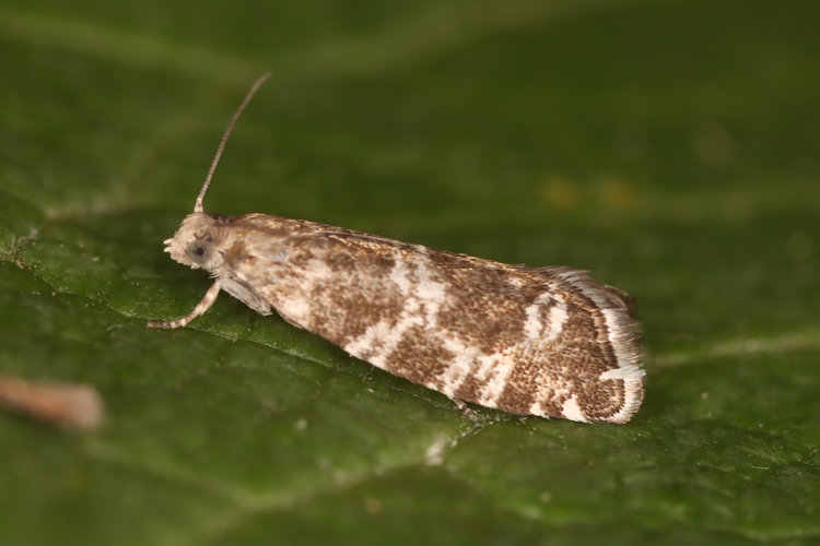 Epinotia tedella: Bild 6