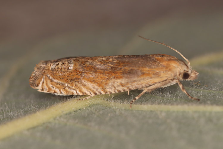 Lathronympha strigana: Bild 3