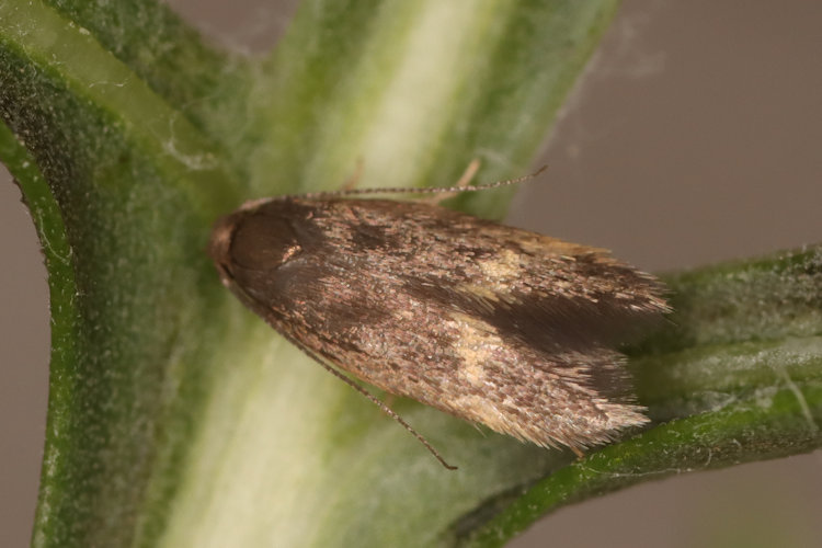 Borkhausenia minutella: Bild 1