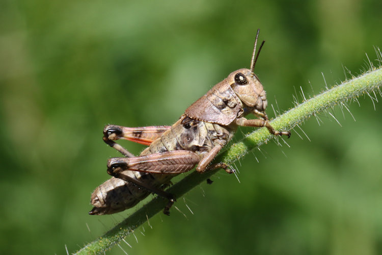 Podisma pedestris: Bild 1