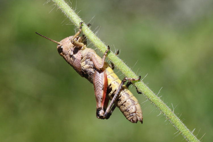 Podisma pedestris: Bild 2