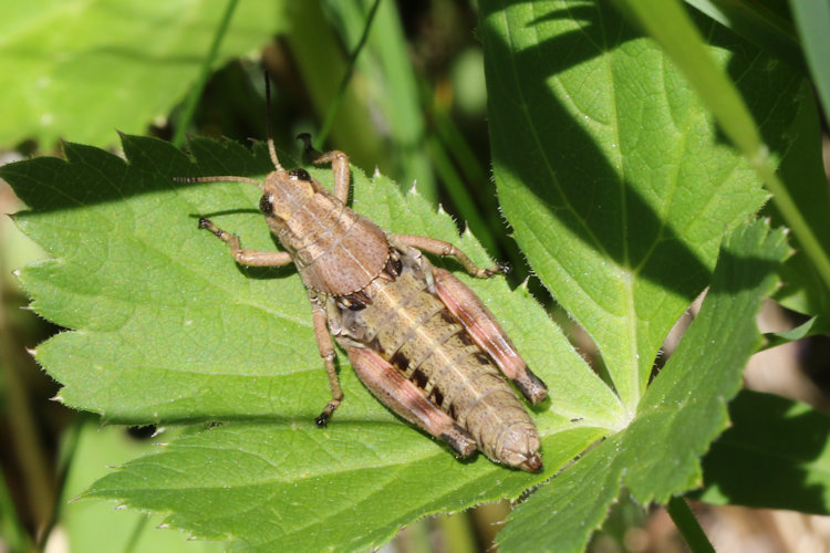 Podisma pedestris: Bild 3