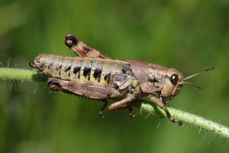 Podisma pedestris: Bild 4