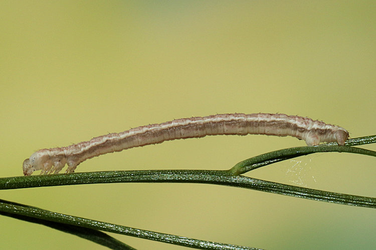 Eupithecia denticulata: Bild 21