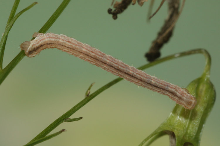 Eupithecia denticulata: Bild 22