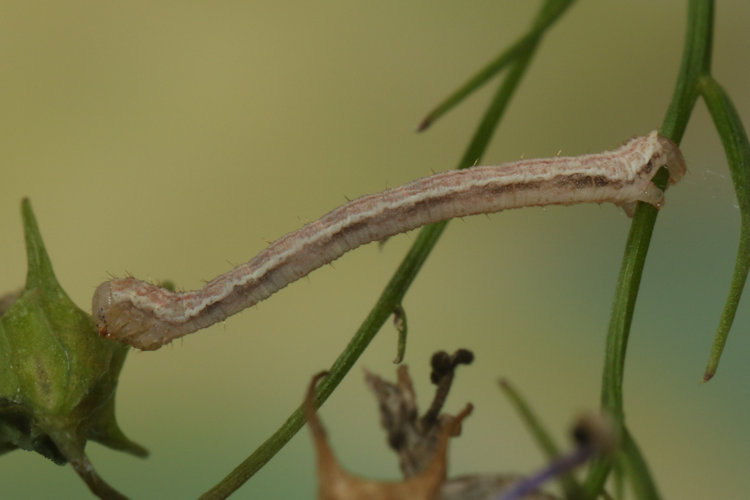 Eupithecia denticulata: Bild 23