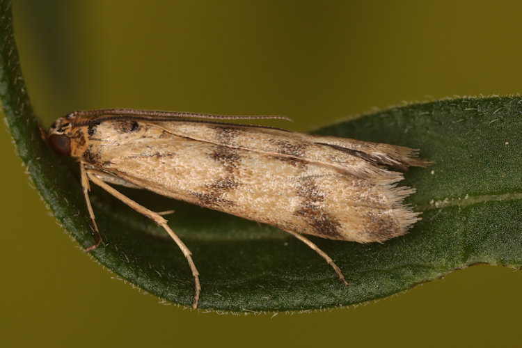 Homoeosoma sinuella: Bild 1