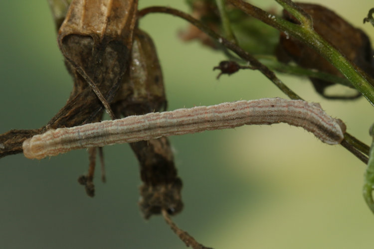 Eupithecia denticulata: Bild 24