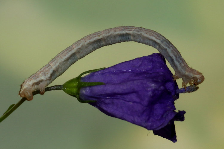 Eupithecia denticulata: Bild 25