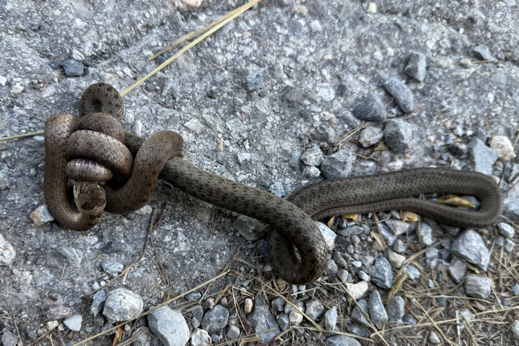 Coronella austriaca: Bild 5