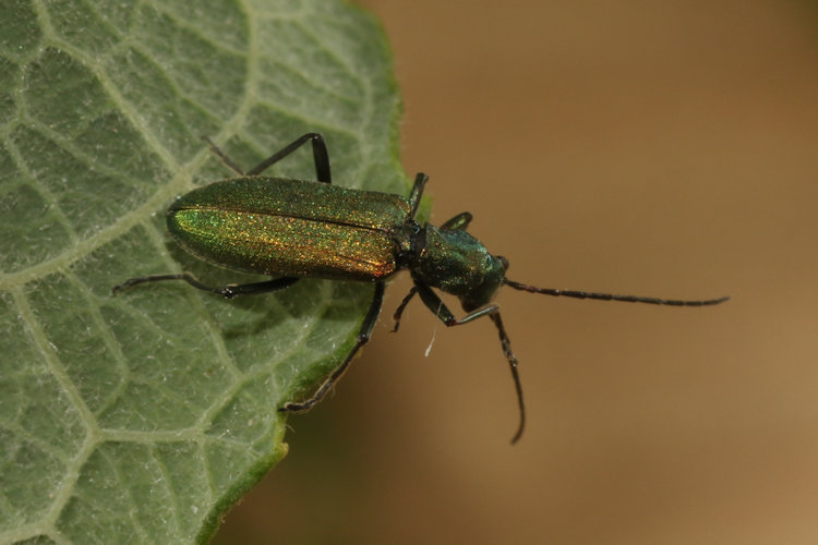 Chrysanthia viridissima: Bild 1