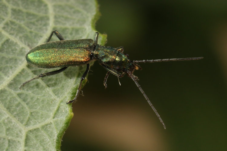 Chrysanthia viridissima: Bild 2