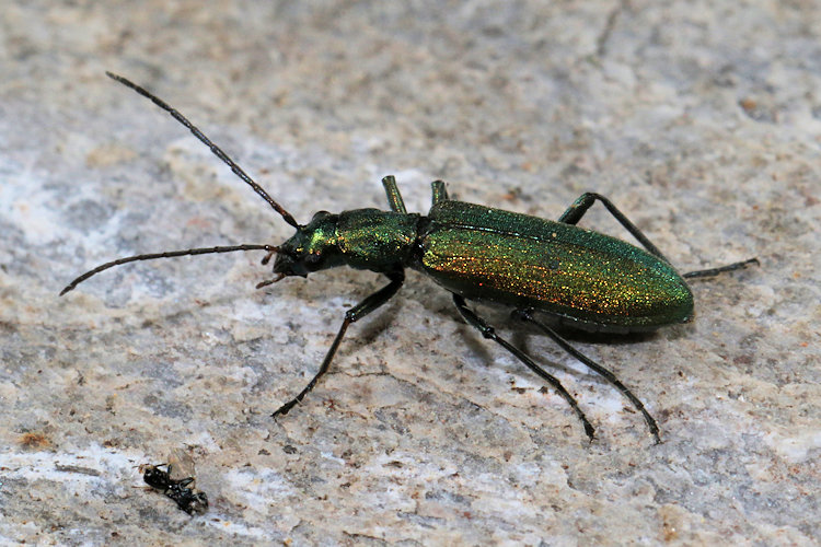 Chrysanthia viridissima: Bild 3